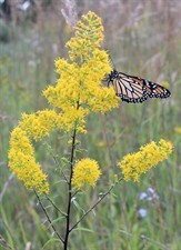 Nature's Rest Stops - Designing Gardens for Migrating Wildlife