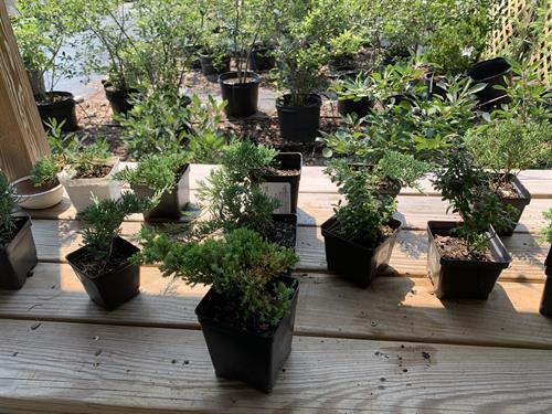 Bonsai Club – Learning Together at Inland Bays Garden Center